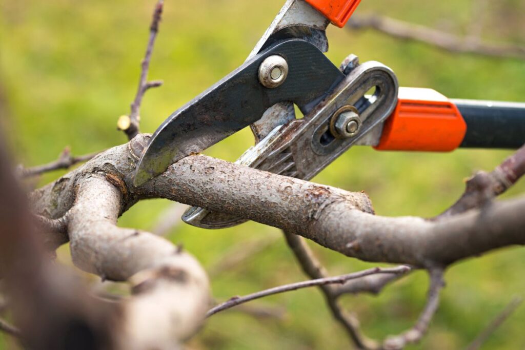 tree branch cutter service