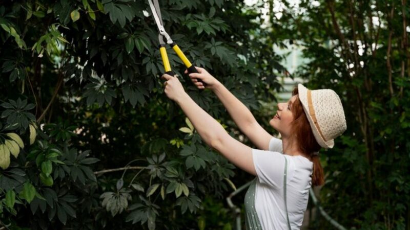 Tree Branch Cutter Service: Expert Help for Large or Overgrown Branches