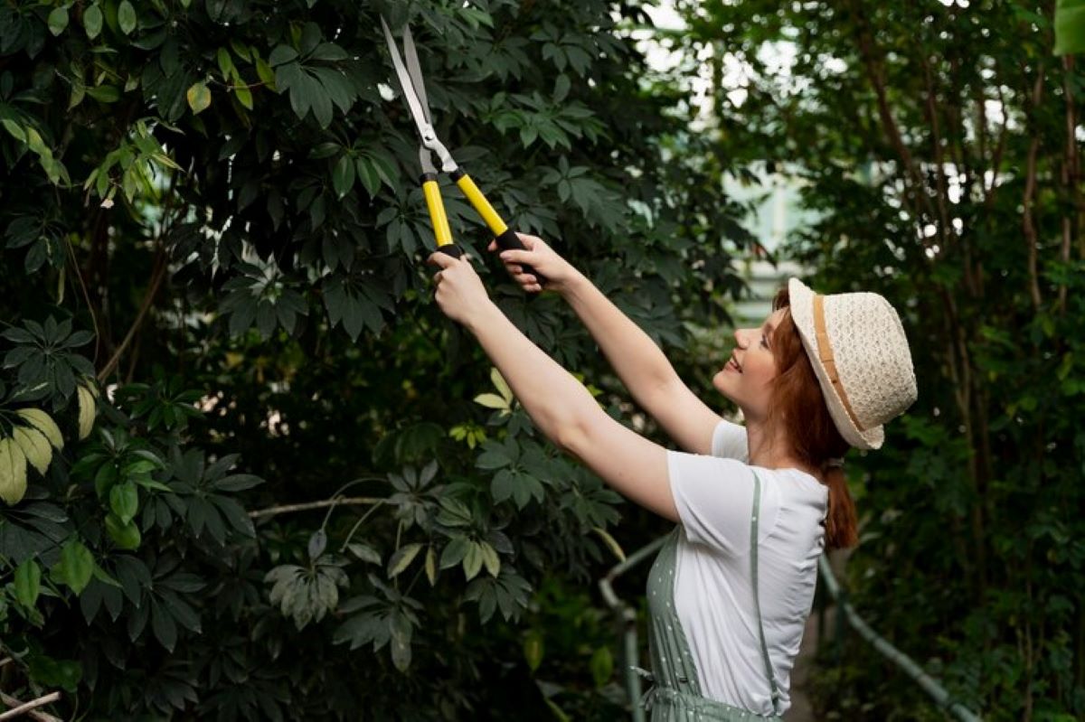 Tree Branch Cutter Service: Expert Help for Large or Overgrown Branches