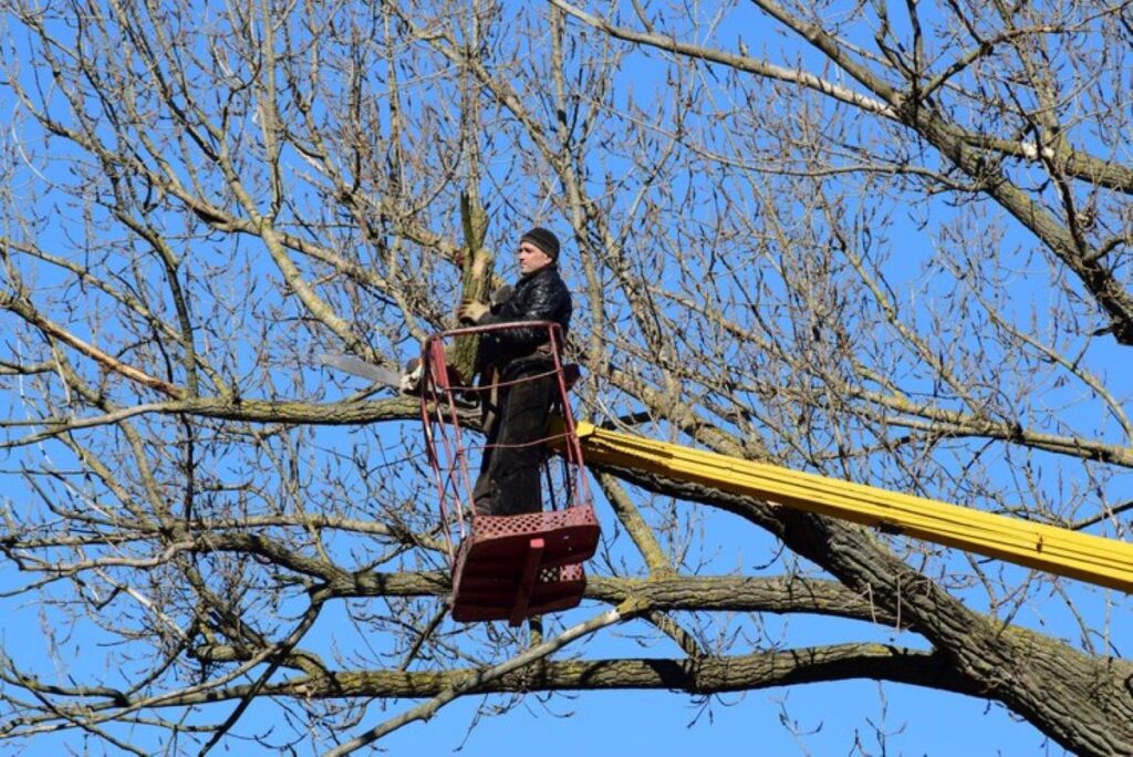 Tree pruning