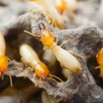Same Day Pest Control in Sydney: Fast, Effective Solutions for Immediate Needs