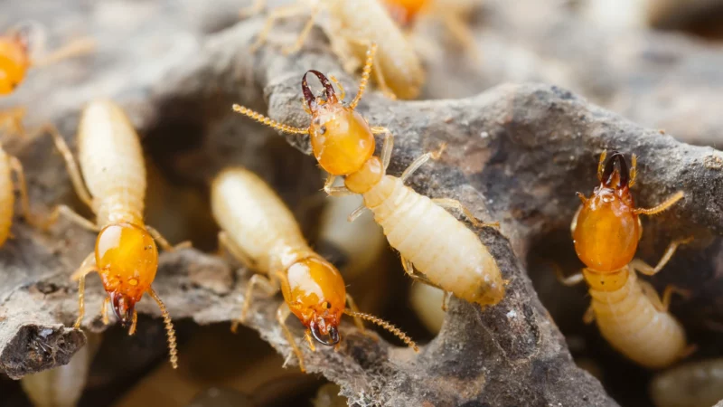 Same Day Pest Control in Sydney: Fast, Effective Solutions for Immediate Needs