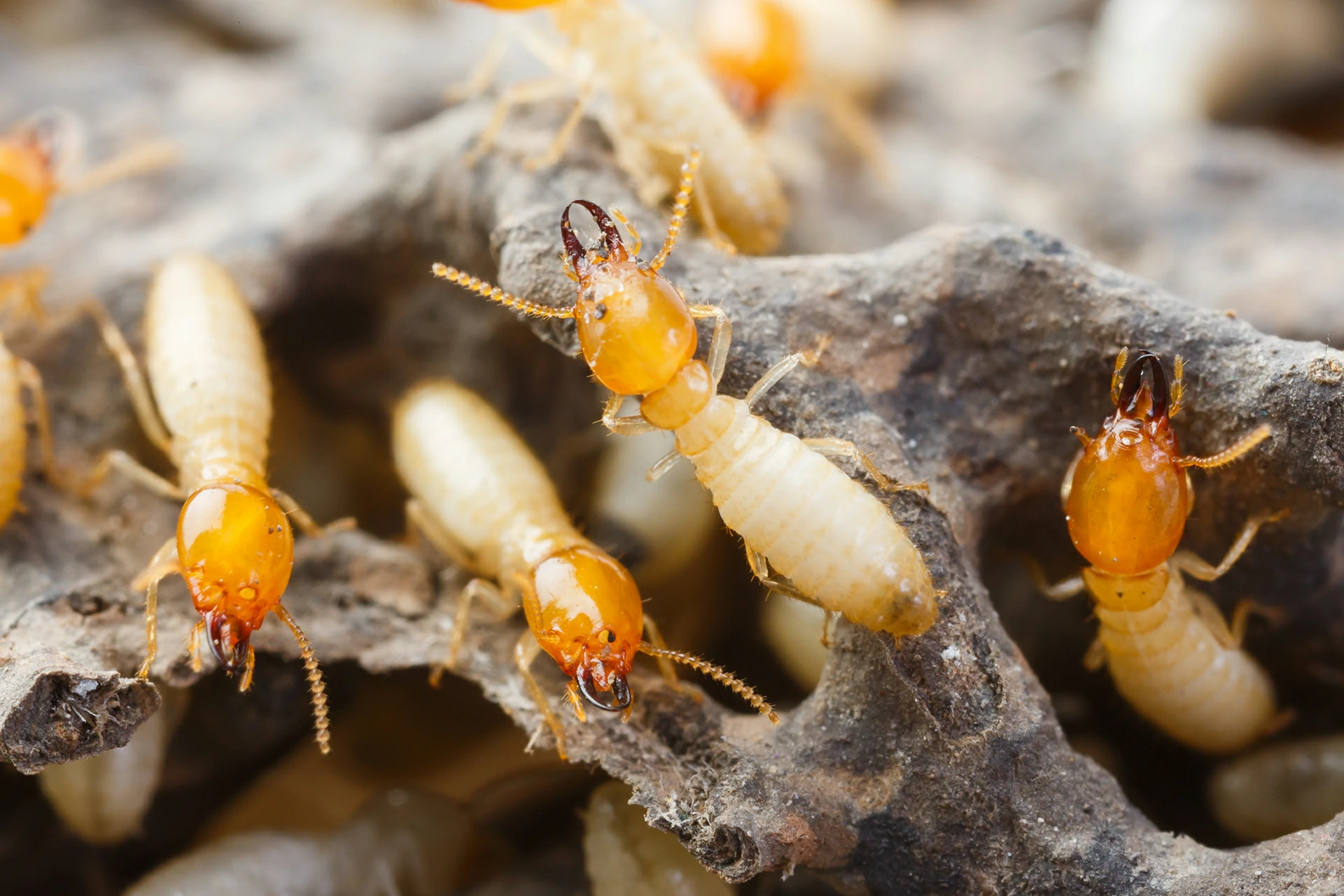 Same Day Pest Control in Sydney: Fast, Effective Solutions for Immediate Needs