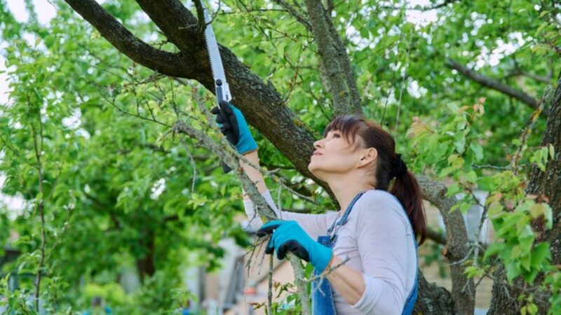 Pruning Services Near Me: Local Tree Pruning Experts for a Healthy Garden